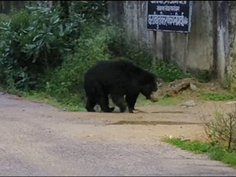 बिजली विभाग के दफ्तर के पास घूमता दिखा भालू।