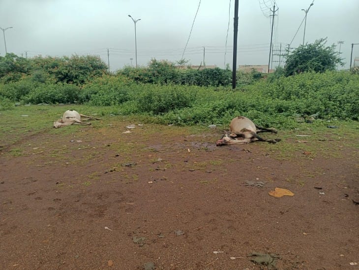 यहां जिन जगहों पर पार्किंग और खाने की व्यवस्था रखी गई थी, वहीं आसपास गायों की मौत हुई है।