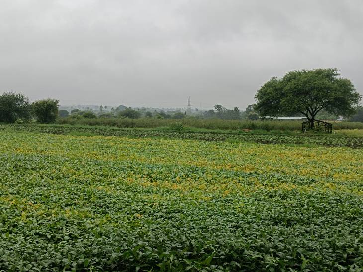 दो दिन से हो रही हल्की बारिश से सोयाबीन की फसलें लहराने लगी है।