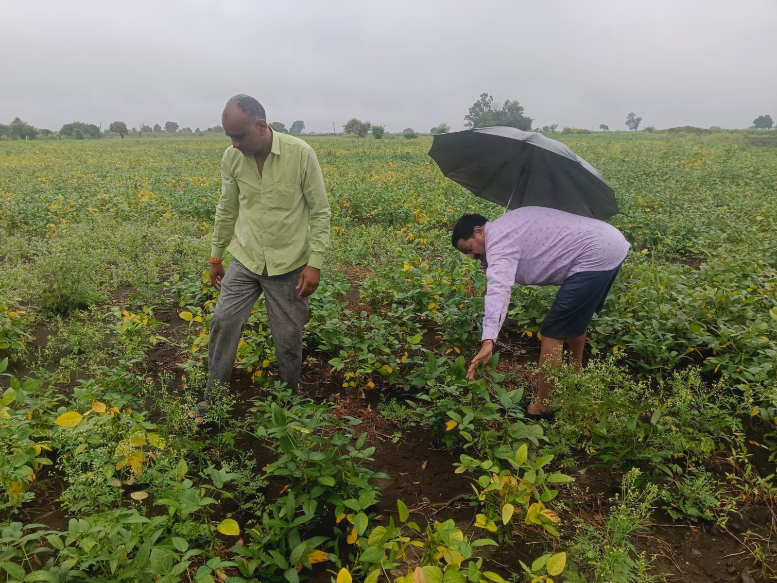 दो दिन से हो रही बारिश से किसानों को बंधने लग गई उम्मीदें।