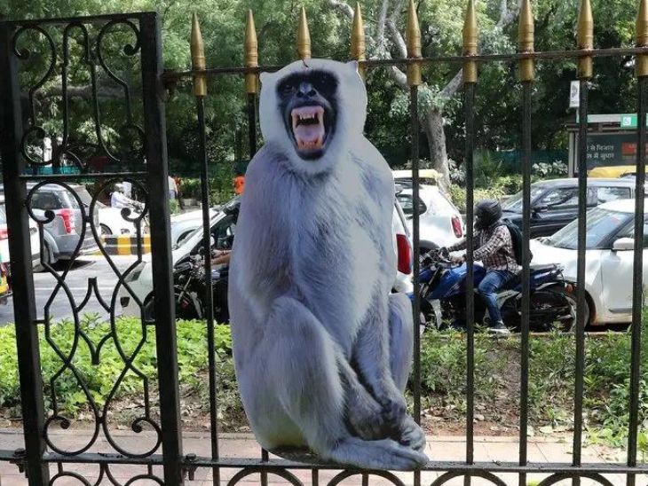 दिल्ली में G20 समिट से पहले बंदरों को डराने के लिए सड़क किनारे लंगूर के कटआउट लगाए गए थे।