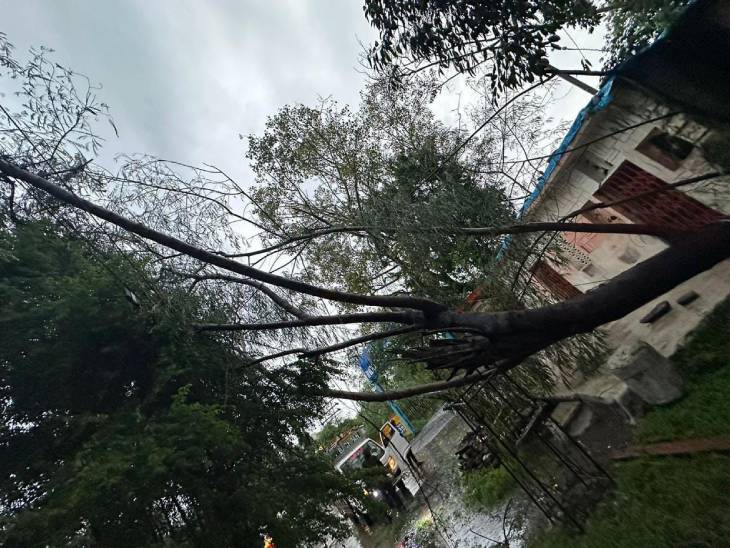 शहर में मूसलाधार बारिश के कारण कई इलाकों में पेड़ गिरने के मामले भी सामने आए हैं। बिजली के तारों पर पेड़ या टहनियां गिरने से बिजली गुल होने की स्थिति भी बनी है।