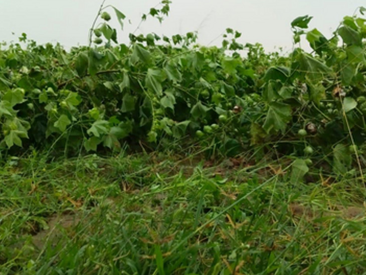 गंगानगर के अनूपगढ़ एरिया में कपास की फसलें तेज हवा चलने के बाद गिर गई।