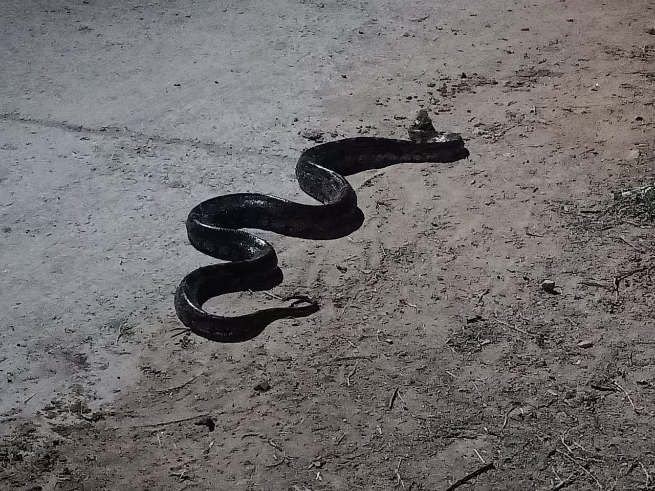 Python came into residential area, created panic | रहवासी इलाके में आया ...