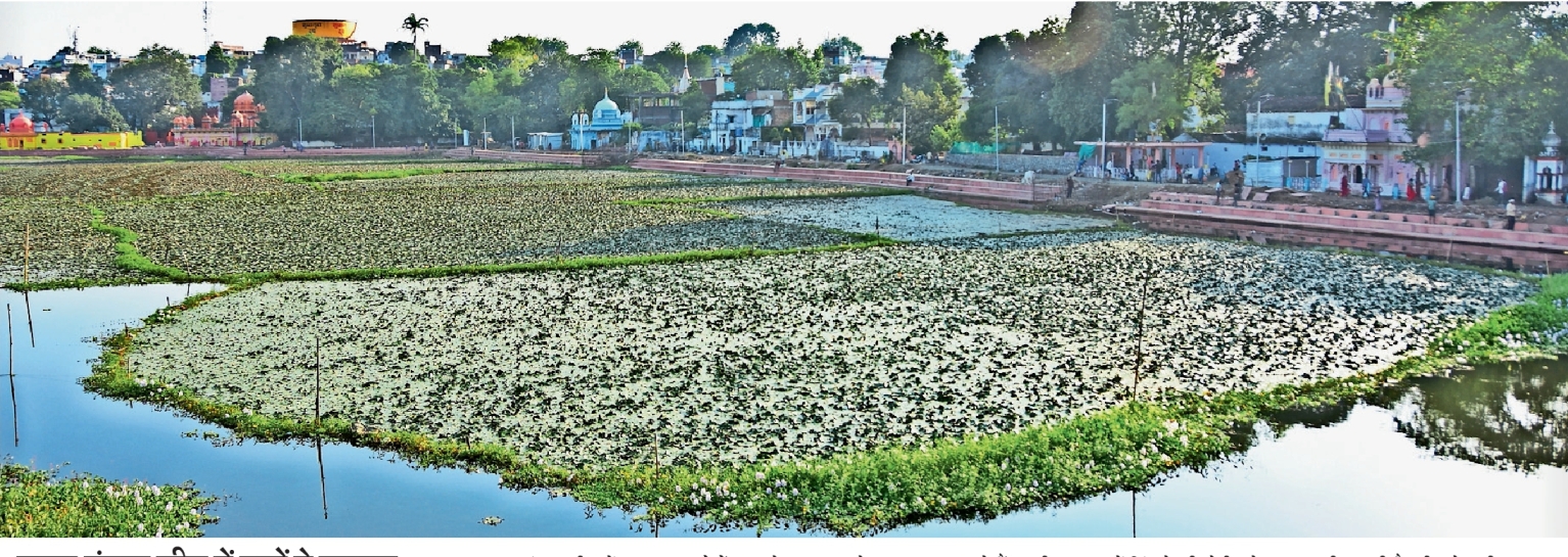 Water chestnut cultivation is being done in 15 acres adjacent to the