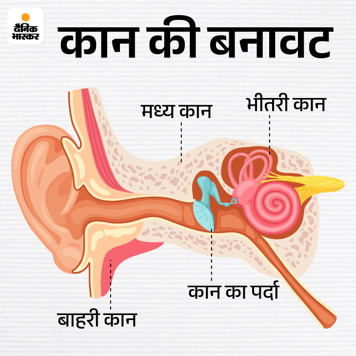 Spinder In Ear Spider in Woman's Ear: Abnormal Sounds, Doctors Tips, and Safe Removal ...