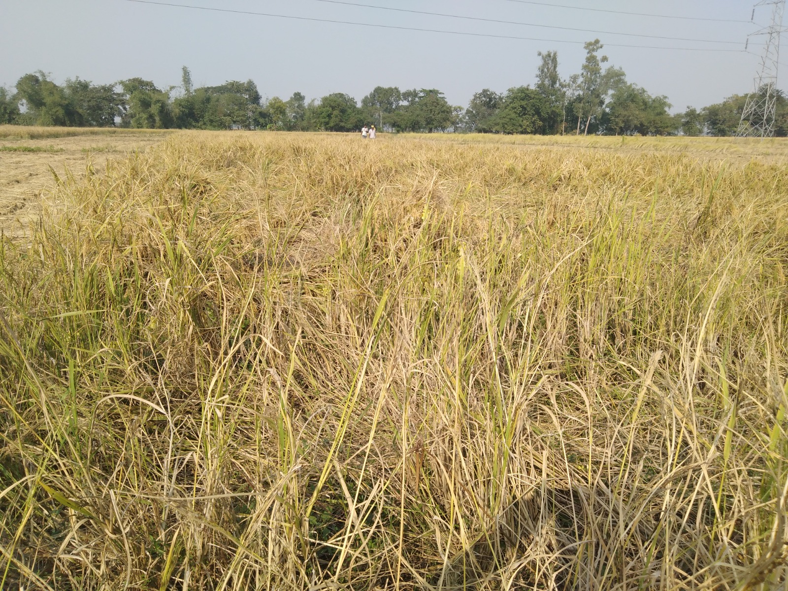 Now traders will not be able to sell paddy by pretending to be fake ...
