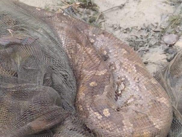 11 feet python trapped in fishermen's net | मछुआरों के जाल में फंसा 11 ...