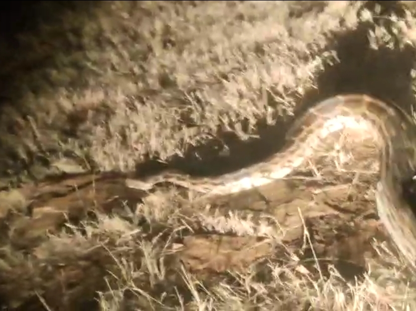 Forest department rescue team rescued the giant python. Incident in ...