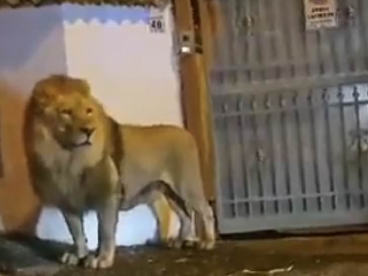 एक मकान के सामने खड़े हुए शेर को कैमरे में कैद एक सड़क से गुजरते राहगीर ने किया। - Dainik Bhaskar