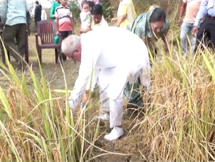 धानस की फसल को काटते सीएम और उनकी पत्नी - Dainik Bhaskar