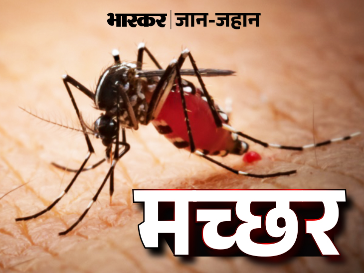 Female mosquitoes bite pregnant women more प्रेग्नेंट महिलाओं को ज्यादा काटती मादा मच्छर O