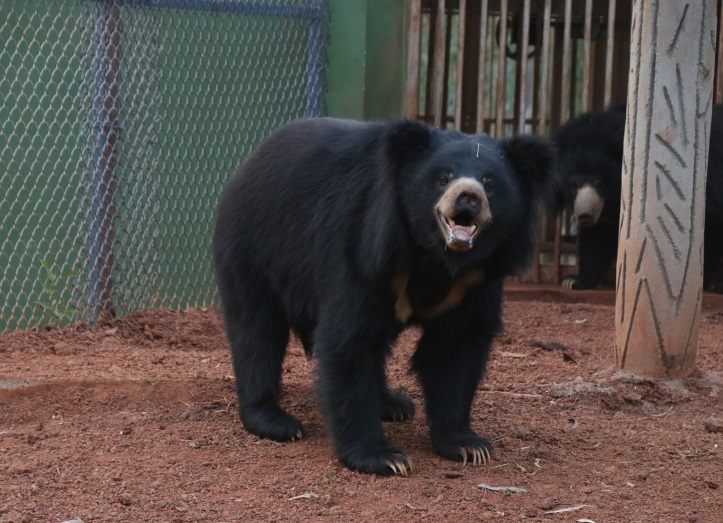 जंगल सफारी परिसर में मौजूद भालू का जोड़ा।