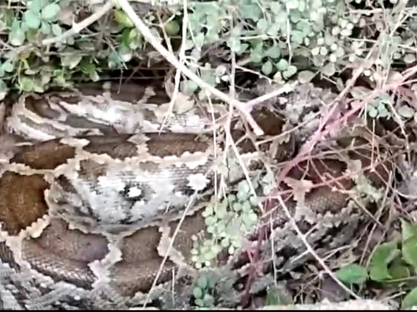 11 feet long python found in Bajhera village | बझेड़ा गांव में निकला 11 ...