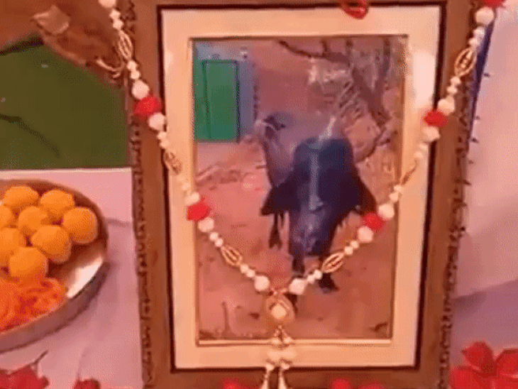 पशुपालक सुखबीर का कहना है कि उनके पिता रिसाल सिंह के समय भैंस घर में जन्मी थी। अब 29 साल के बाद भैंस की मौत हुई है। - Dainik Bhaskar