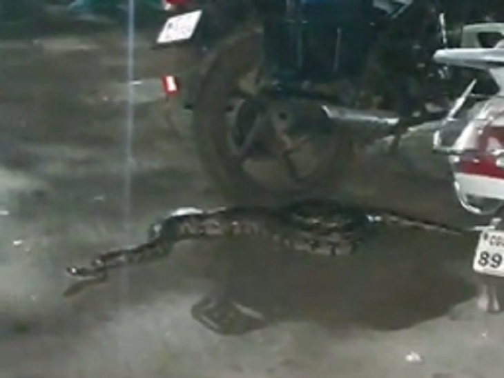 अस्पताल की पार्किंग में गाड़ियों के पास बैठा अजगर। - Dainik Bhaskar