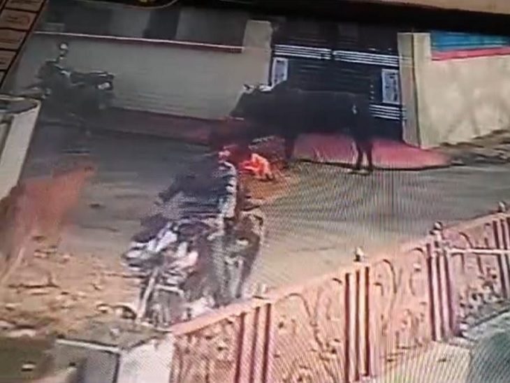 बछिया को बाइक से लेकर भागते हुए आरोपी - Dainik Bhaskar