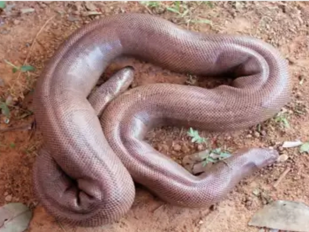 Shikhandi Snake Forest department rescues red sand and boa snakes | वन विभाग ने किया ...