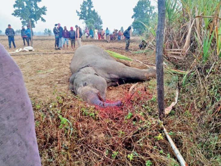 फाइल फोटो। - Dainik Bhaskar