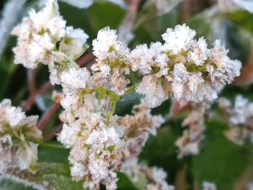 सरगुजा में पड़ रही कड़ाके की ठंड के चलते ओस की बूंदें जमने लगी हैं।