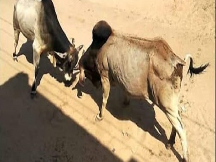 शहर के भाड़ावास फाटक के पास दोनों सांड आपस में लड़ाई कर रहे थे। इसी दौरान महिला प्रोफेसर अनिता पर हमला कर दिया।