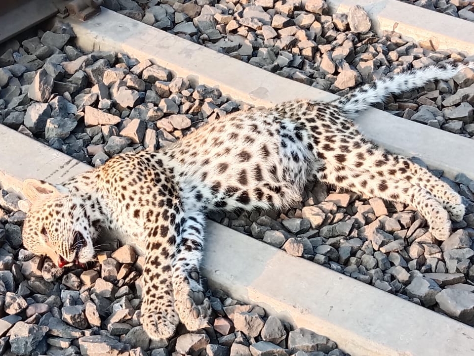 Female leopard dies due to train collision