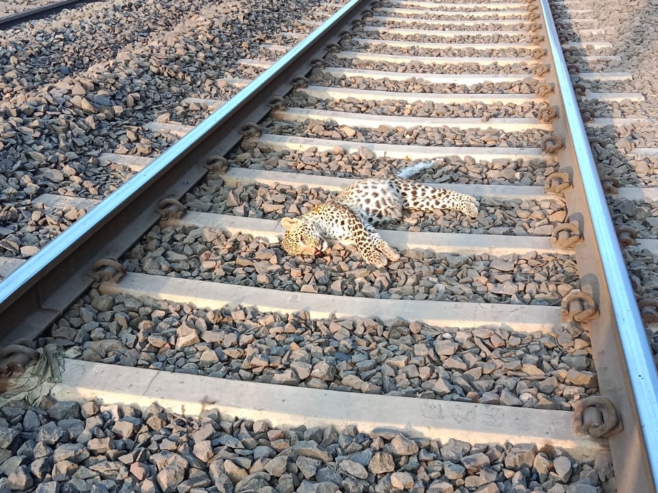 Female leopard dies due to train collision | ट्रेन की टक्कर से मादा ...