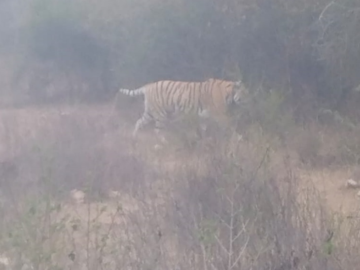 Tiger ran in front of gypsies: VIDEO | जिप्सियों के सामने से दौड़ा ...