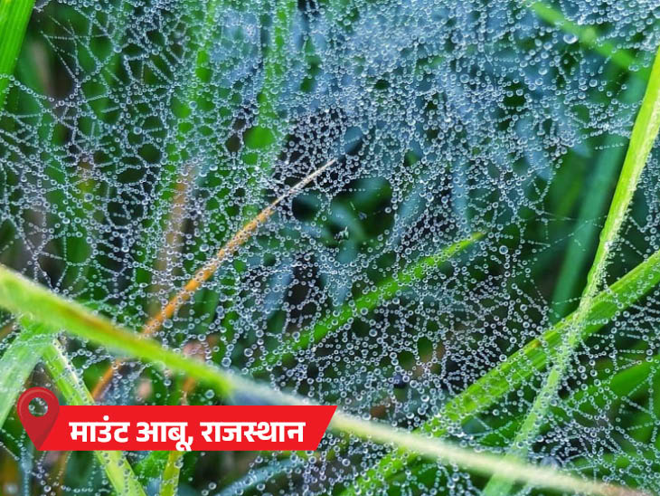 माउंट आबू में न्यूनतम तापमान -2 डिग्री सेल्सियस दर्ज किया गया। यहां सुबह पेड़-पौधों के बीच जाल पर पानी की बूंदें जमी नजर आईं।