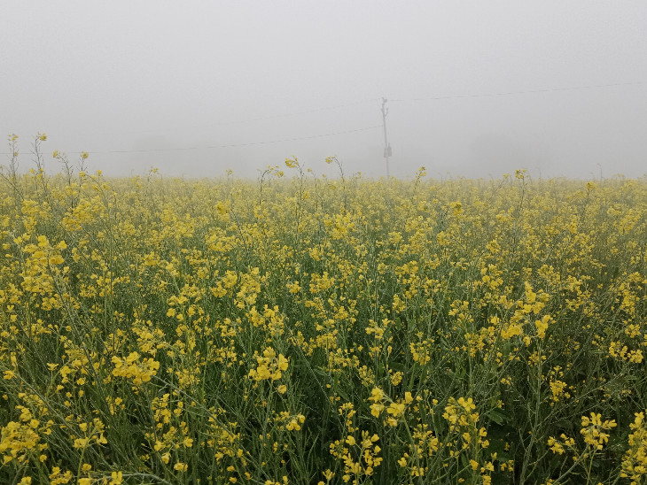 अलवर के बानसूर में पिछले तीन दिन से कोहरा छाया हुआ है। यह गेहूं और सरसों की फसल के लिए संजीवनी का काम करेगी।