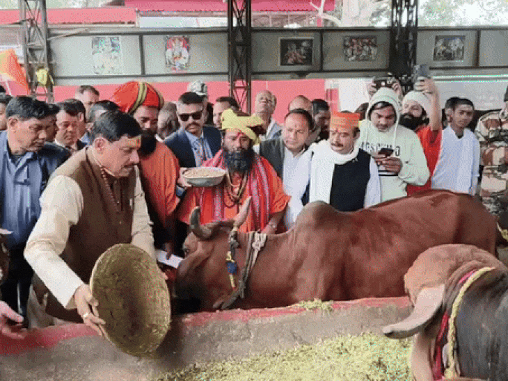 उज्जैन में भृतहरि गुफा की गोशाला में मुख्यमंत्री ने गायों को चारा खिलाया। - Dainik Bhaskar