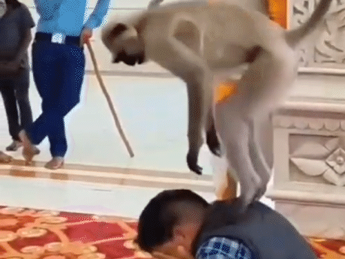 बंदर ने भक्तों की पीठ पर की उछल कूद