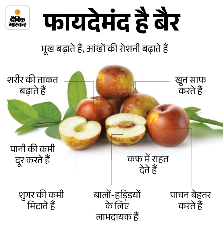 Kashmiri Apple Ber; Rajasthan Pali Farmer Kashmiri Ber Farming Success ...