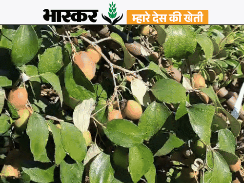 Kashmiri Apple Ber; Rajasthan Pali Farmer Kashmiri Ber Farming Success ...