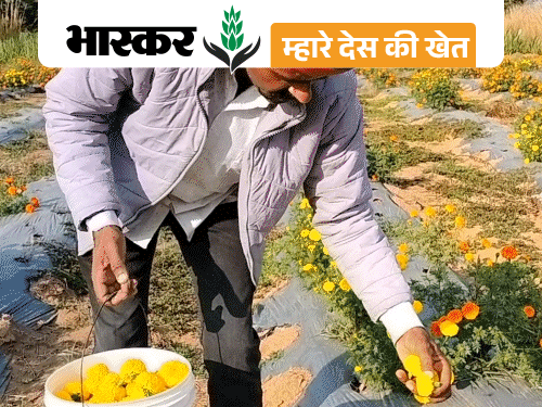 Kashmiri Apple Ber; Rajasthan Pali Farmer Kashmiri Ber Farming Success ...
