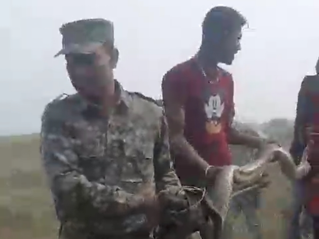 Rescue of 12 and 6 feet long python | 12 और 6 फीट लंबा अजगर का रेस्क्यू ...