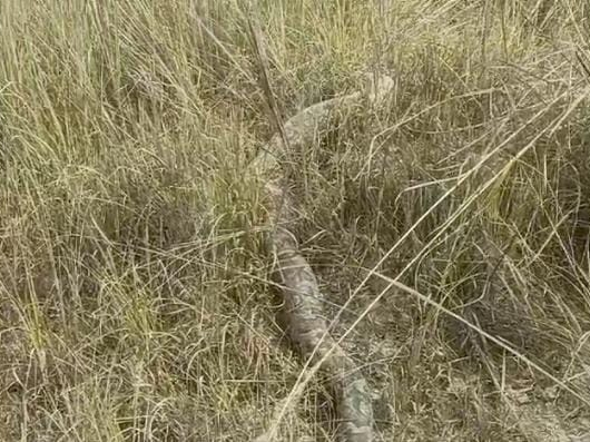 Fifty Feet Python 15 feet long python found in Kaushambi, VIDEO