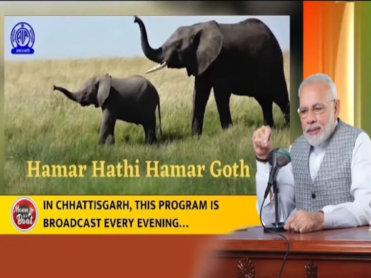 पीएम मोदी ने की 'हमर हाथी, हमर गोठ' कार्यक्रम की  तारीफ। - Dainik Bhaskar