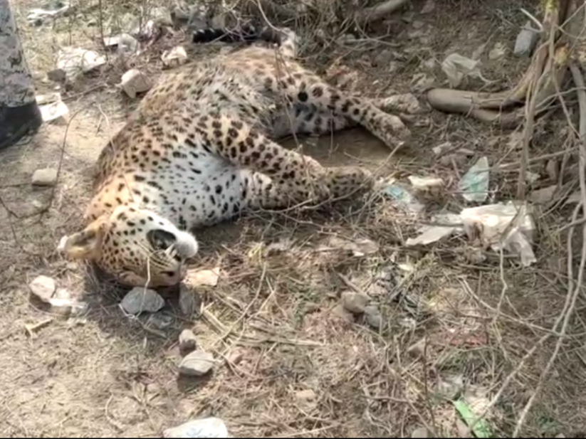 Death of wild leopard in Morena | मुरैना में तेंदुए की मौत: ग्रामीण ...
