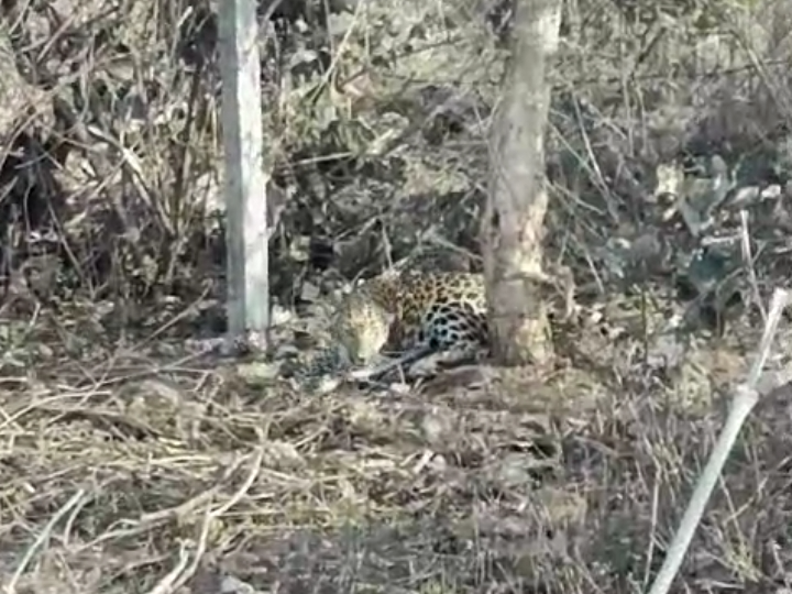 The leopard trapped in the net escaped and ran into the forest | जाल ...
