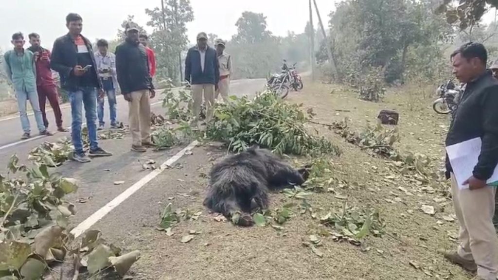 बालाघाट की लामटा फॉरेस्ट रेंज में किसी वाहन ने भालू को टक्कर मार दी।