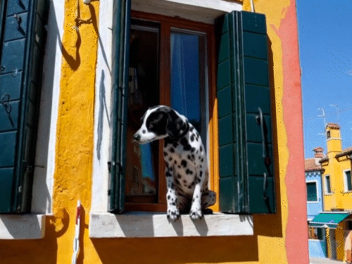 Prompt: The camera directly faces colorful buildings in burano italy. An adorable dalmation looks through a window on a building on the ground floor. Many people are walking and cycling along the canal streets in front of the buildings.