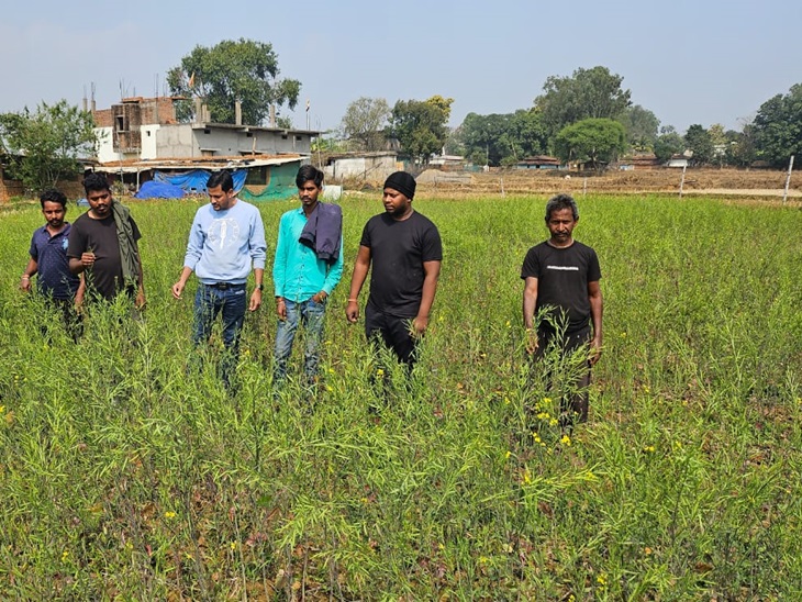 सरसों की फसल को भी हुआ है नुकसान।