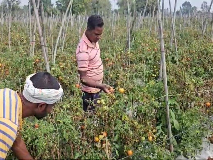 फसलों को हुए नुकसान को देखते हुए किसान।