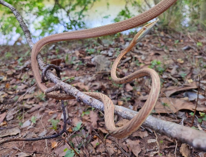 Ladhani Insect Rare species 'Laudankia' snake found in Chhattisgarh
