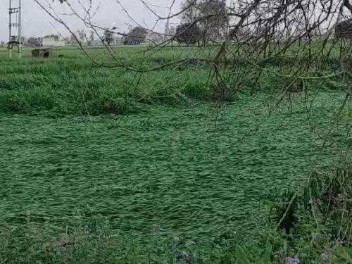 Haryana rain-hail crop loss report Compensation Portal Controversy CM ...
