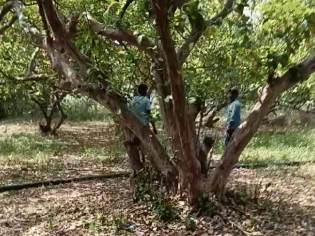 रामगोपाल ने इसी बगीचे में पेड़ पर फांसी का फंदा लगाकर सुसाइड किया था।