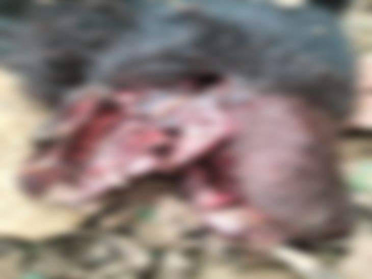 भालू का जबड़ा फटा और पंजे से नाखून गायब मिले।