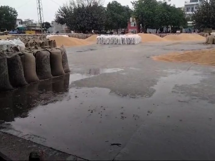 रोहतक की अनाज मंडी में बारिश में खुले आसमान के नीचे पड़ा गेहूं - Dainik Bhaskar