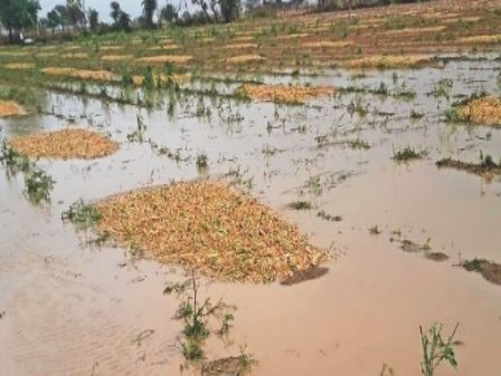 Crops have been damaged due to unseasonal rain and hailstorm ...